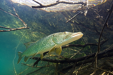 Northern Pike, Esox lucius, Germany, Echinger Weiher Lake, Munich, Bavaria