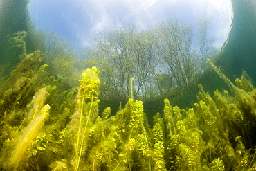 Waterplants in Freshwater Lake, Germany, Echinger Weiher Lake, Munich, Bavaria