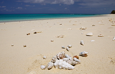 Hermit Crabs at Bikini Beach, Marshall Islands, Bikini Atoll, Micronesia, Pacific Ocean