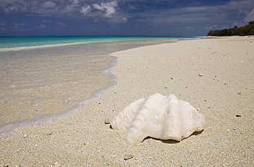 Shell at Bikini Beach, Marshall Islands, Bikini Atoll, Micronesia, Pacific Ocean