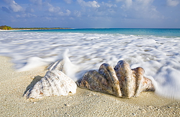 Shells at Bikini Beach, Marshall Islands, Bikini Atoll, Micronesia, Pacific Ocean