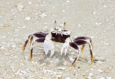 Crab at Bikini Beach, Marshall Islands, Bikini Atoll, Micronesia, Pacific Ocean