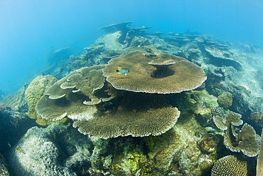 Pristine Table Corals in Bikini Lagoon, Marshall Islands, Bikini Atoll, Micronesia, Pacific Ocean