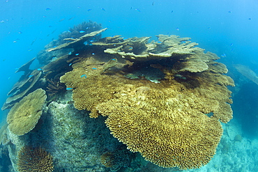 Pristine Table Corals in Bikini Lagoon, Marshall Islands, Bikini Atoll, Micronesia, Pacific Ocean