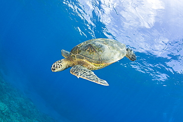 Green Turtle, Chelonia mydas, Marshall Islands, Bikini Atoll, Micronesia, Pacific Ocean