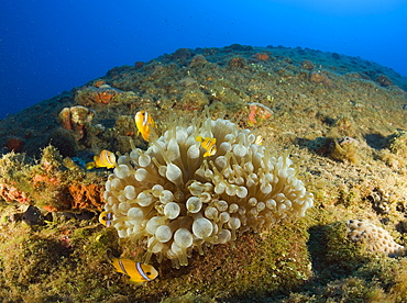 Endemic Anemonefishes at bottom up laying USS Arkansas Battleship, Marshall Islands, Bikini Atoll, Micronesia, Pacific Ocean