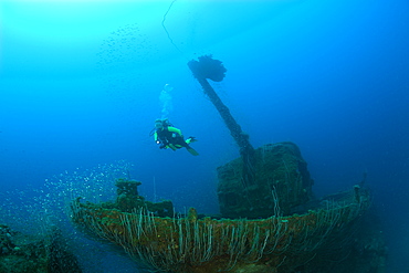 Diver near 5-inch Gun at Destroyer USS Lamson, Marshall Islands, Bikini Atoll, Micronesia, Pacific Ocean