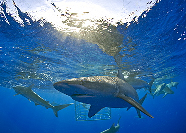 Galapagos Sharks, Carcharhinus galapagensis, Oahu, Pacific Ocean, Hawaii, USA