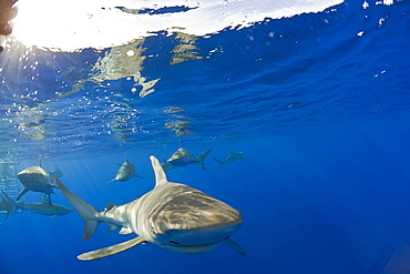 Galapagos Sharks, Carcharhinus galapagensis, Oahu, Pacific Ocean, Hawaii, USA