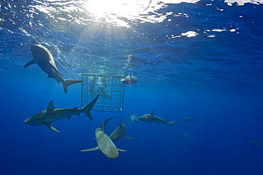 Galapagos Sharks, Carcharhinus galapagensis, Oahu, Pacific Ocean, Hawaii, USA