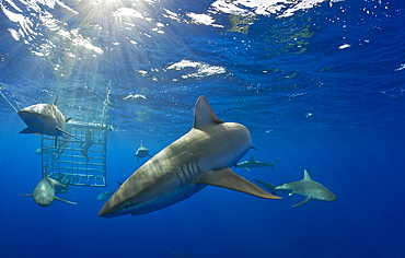 Galapagos Sharks, Carcharhinus galapagensis, Oahu, Pacific Ocean, Hawaii, USA