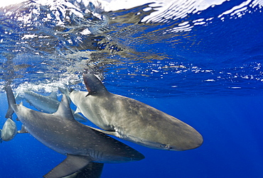 Galapagos Sharks, Carcharhinus galapagensis, Oahu, Pacific Ocean, Hawaii, USA