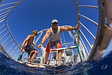 Cage Diving with Sharks, Oahu, Pacific Ocean, Hawaii, USA