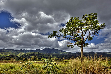 Landscape near Haleiwa, Oahu, Pacific Ocean, Hawaii, USA