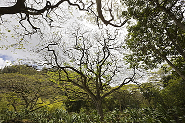 Botanical Garden Waimea Valley, Oahu, Pacific Ocean, Hawaii, USA