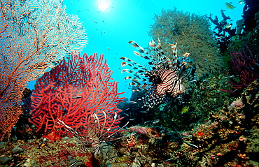 lionfish, turkeyfish, Pterois volitans, Mauritius, Indian ocean