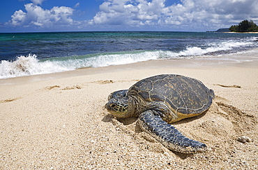 Green Turtle at Haleiwa Beach Park, Chelonia mydas, Oahu, Pacific Ocean, Hawaii, USA