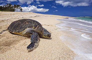 Green Turtle at Haleiwa Beach Park, Chelonia mydas, Oahu, Pacific Ocean, Hawaii, USA