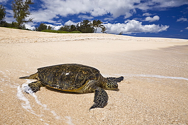 Green Turtle at Haleiwa Beach Park, Chelonia mydas, Oahu, Pacific Ocean, Hawaii, USA