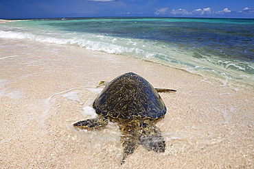 Green Turtle at Haleiwa Beach Park, Chelonia mydas, Oahu, Pacific Ocean, Hawaii, USA