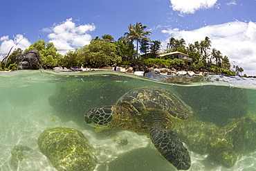 Green Turtle at Haleiwa Beach Park, Chelonia mydas, Oahu, Pacific Ocean, Hawaii, USA