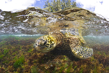 Green Turtle feeding Algas, Chelonia mydas, Oahu, Pacific Ocean, Hawaii, USA