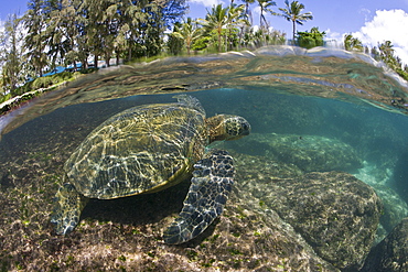 Green Turtle, Chelonia mydas, Oahu, Pacific Ocean, Hawaii, USA