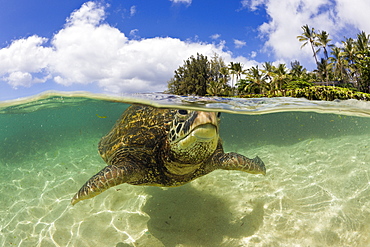 Green Turtle, Chelonia mydas, Oahu, Pacific Ocean, Hawaii, USA