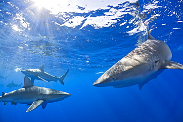 Galapagos Sharks, Carcharhinus galapagensis, Oahu, Pacific Ocean, Hawaii, USA