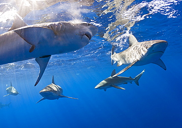 Galapagos Sharks, Carcharhinus galapagensis, Oahu, Pacific Ocean, Hawaii, USA