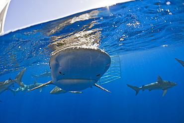 Galapagos Sharks, Carcharhinus galapagensis, Oahu, Pacific Ocean, Hawaii, USA