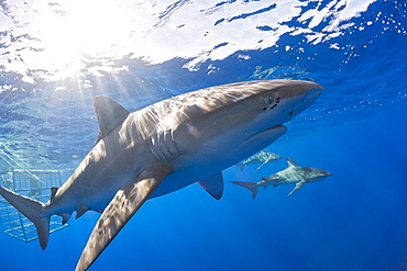 Galapagos Sharks, Carcharhinus galapagensis, Oahu, Pacific Ocean, Hawaii, USA