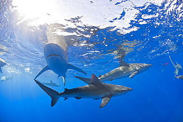 Galapagos Sharks, Carcharhinus galapagensis, Oahu, Pacific Ocean, Hawaii, USA