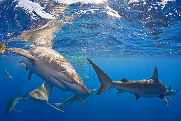 Galapagos Sharks, Carcharhinus galapagensis, Oahu, Pacific Ocean, Hawaii, USA