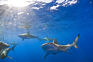 Galapagos Sharks, Carcharhinus galapagensis, Oahu, Pacific Ocean, Hawaii, USA