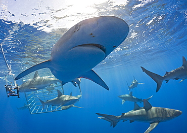 Galapagos Sharks, Carcharhinus galapagensis, Oahu, Pacific Ocean, Hawaii, USA