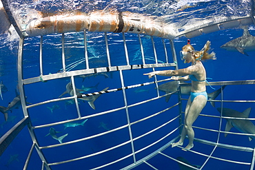 Cage Diving with Sharks, Oahu, Pacific Ocean, Hawaii, USA