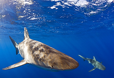 Galapagos Sharks, Carcharhinus galapagensis, Oahu, Pacific Ocean, Hawaii, USA