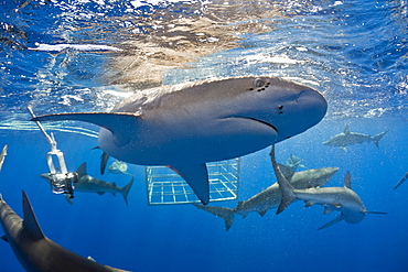 Galapagos Sharks, Carcharhinus galapagensis, Oahu, Pacific Ocean, Hawaii, USA