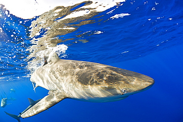 Galapagos Sharks, Carcharhinus galapagensis, Oahu, Pacific Ocean, Hawaii, USA