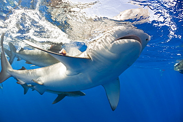 Galapagos Sharks, Carcharhinus galapagensis, Oahu, Pacific Ocean, Hawaii, USA