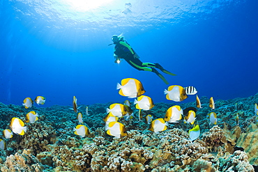 Pyramid Butterflyfishes and Diver, Hemitaurichthys polyepis, Molokini Crater, Maui, Hawaii, USA