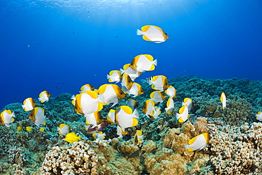 Pyramid Butterflyfishes, Hemitaurichthys polyepis, Molokini Crater, Maui, Hawaii, USA