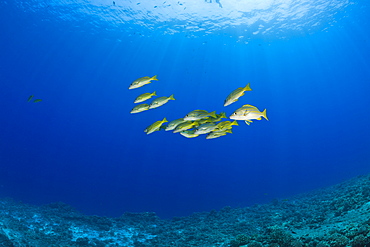 Bluestripe Snapper, Lutjanus kasmira, Molokini Crater, Maui, Hawaii, USA