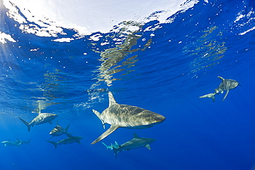 Galapagos Sharks, Carcharhinus galapagensis, Maui, Hawaii, USA