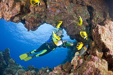 Racoon-Butterflyfishes and Diver, Chaetodon lunula, Cathedrals of Lanai, Maui, Hawaii, USA