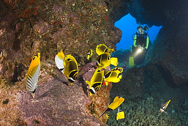 Diver observe Racoon-Butterflyfishes feeding Eggs from other Fishes, Chaetodon lunula, Cathedrals of Lanai, Maui, Hawaii, USA