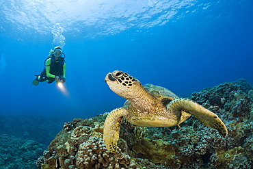 Green Turtle and Diver, Chelonia mydas, Maui, Hawaii, USA