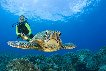 Green Turtle and Diver, Chelonia mydas, Maui, Hawaii, USA