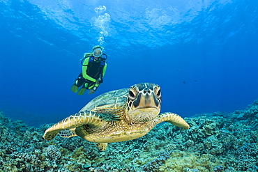 Green Turtle and Diver, Chelonia mydas, Maui, Hawaii, USA